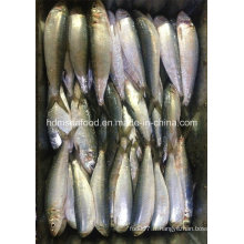 Poisson de sardine congelé pour appât de thon